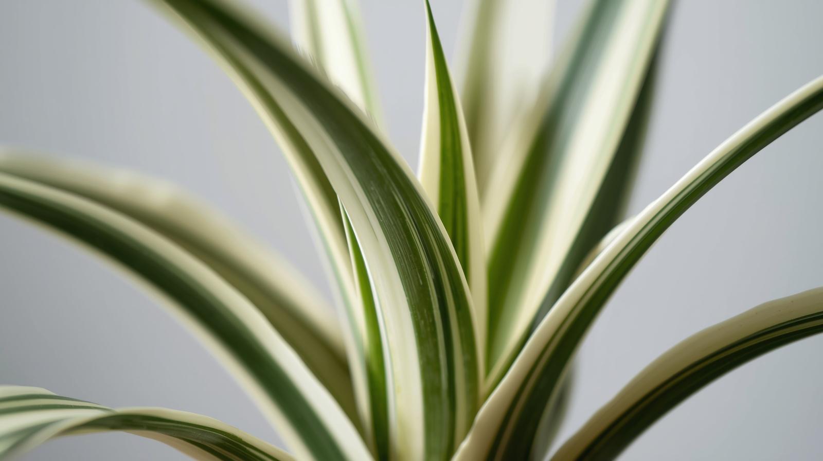 leaf detail of Chlorophytum Spider Reverse live spider plant from Divine Roots