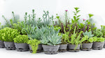 size reference for Succulents Trailing Assortment Rooted Starter Plant live succulent from Divine Roots
