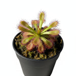 size reference for Sundew Drosera Spatulata live houseplant from Divine Roots
