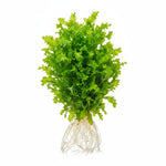 side profile of Florida Ruffle “Green Hedge” (Alternanthera sp.) live houseplant from Divine Roots