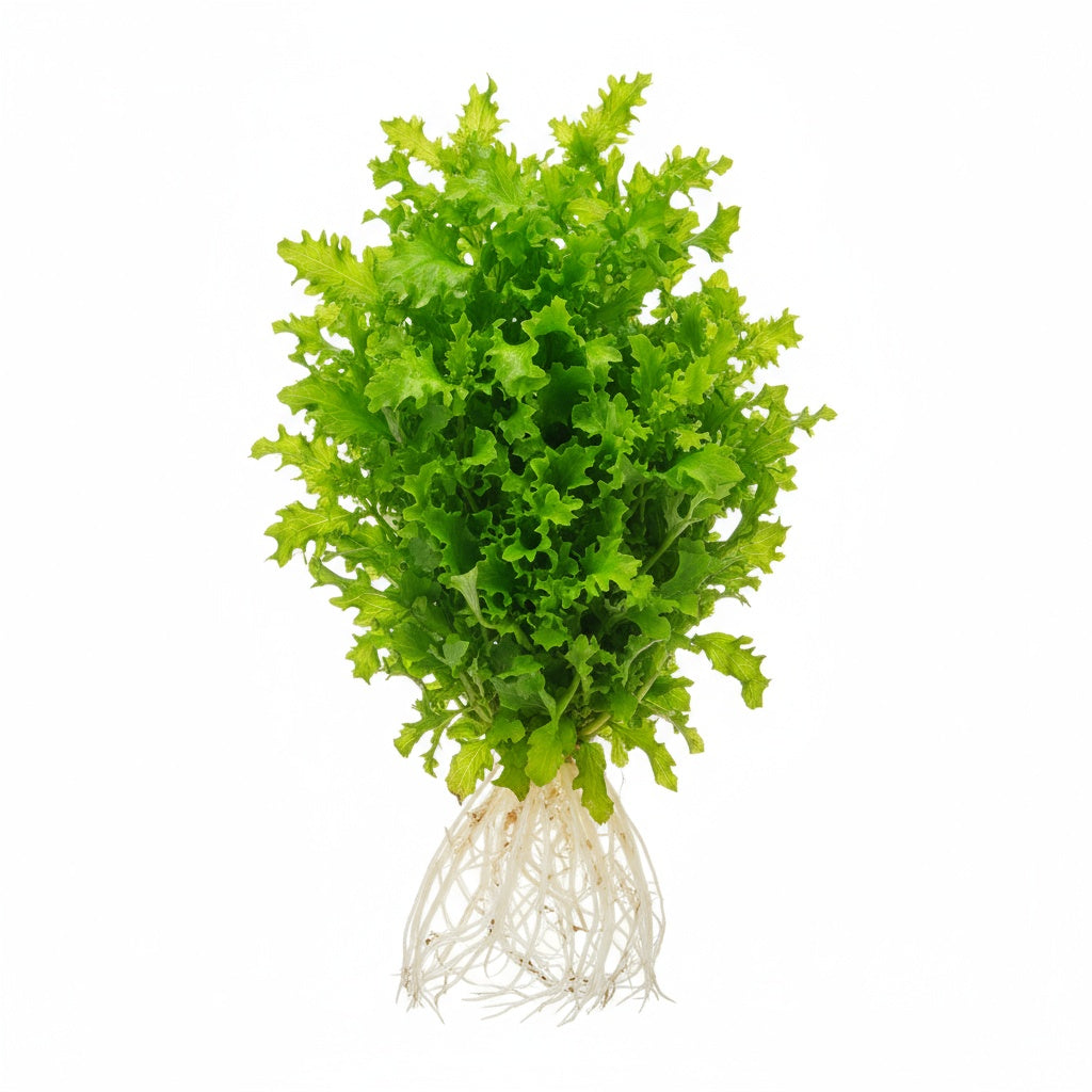 side profile of Florida Ruffle “Green Hedge” (Alternanthera sp.) live houseplant from Divine Roots