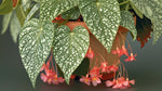 mature specimen of Angel Wing Begonia Snow Capped live Begonia from Divine Roots