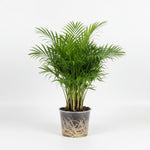 side profile of Bella Palm (Chamaedorea elegans) live palm from Divine Roots
