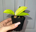 close-up detail of Philodendron Malay Gold Lemon Lime Rooted Starter Plant live Philodendron from Divine Roots