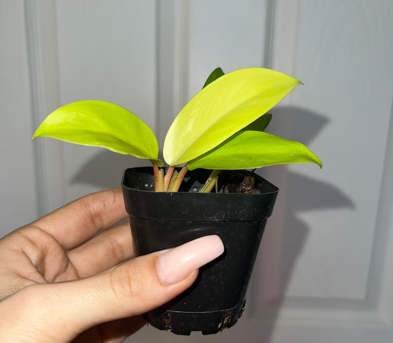 close-up detail of Philodendron Malay Gold Lemon Lime Rooted Starter Plant live Philodendron from Divine Roots