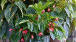 detail shot of Angel Wing Begonia Torch Rooted Starter Plant live Begonia from Divine Roots
