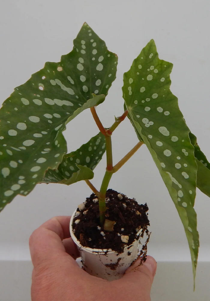 side profile of Angel Wing Begonia Torch Rooted Starter Plant live Begonia from Divine Roots