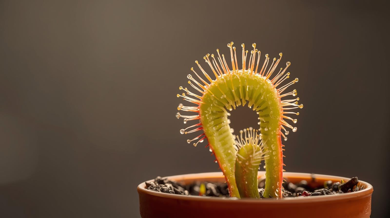 size reference for Sundew Drosera Spatulata Rooted Starter Plant live houseplant from Divine Roots