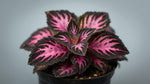 leaf detail of Episcia Pink Panther Rooted Starter Plant live succulent from Divine Roots