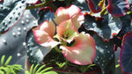 new growth on Angel Wing Begonia Fannie Moser Rooted Starter Plant live Begonia from Divine Roots