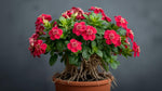 top view of Lantana Dwarf Raspberry (Rooted Starter Plant) live houseplant from Divine Roots