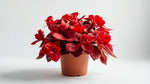 leaf detail of Begonia Double Geneva Red live Begonia from Divine Roots