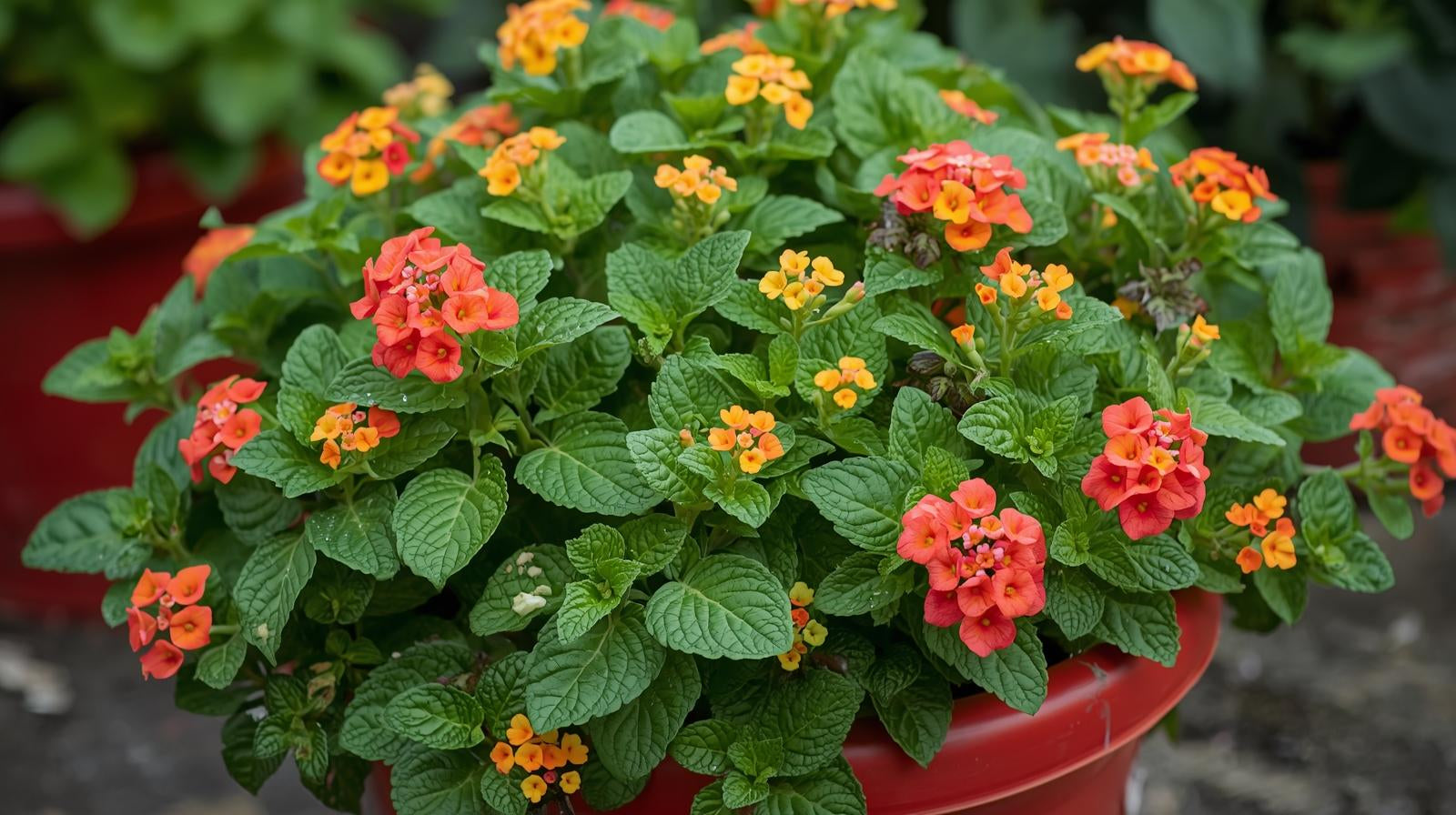 Lantana Dallas Red (Rooted Starter Plant) live houseplant from Divine Roots