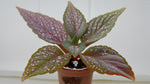 side profile of Angel Wing Begonia Benigo Pink Rooted Starter Plant live Begonia from Divine Roots