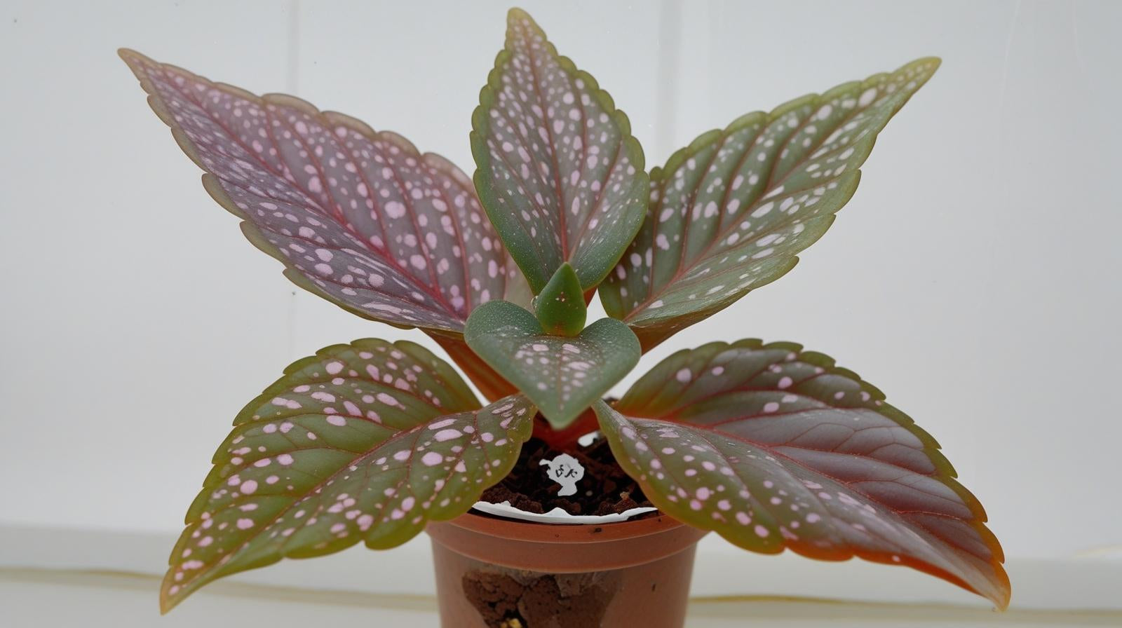 side profile of Angel Wing Begonia Benigo Pink Rooted Starter Plant live Begonia from Divine Roots