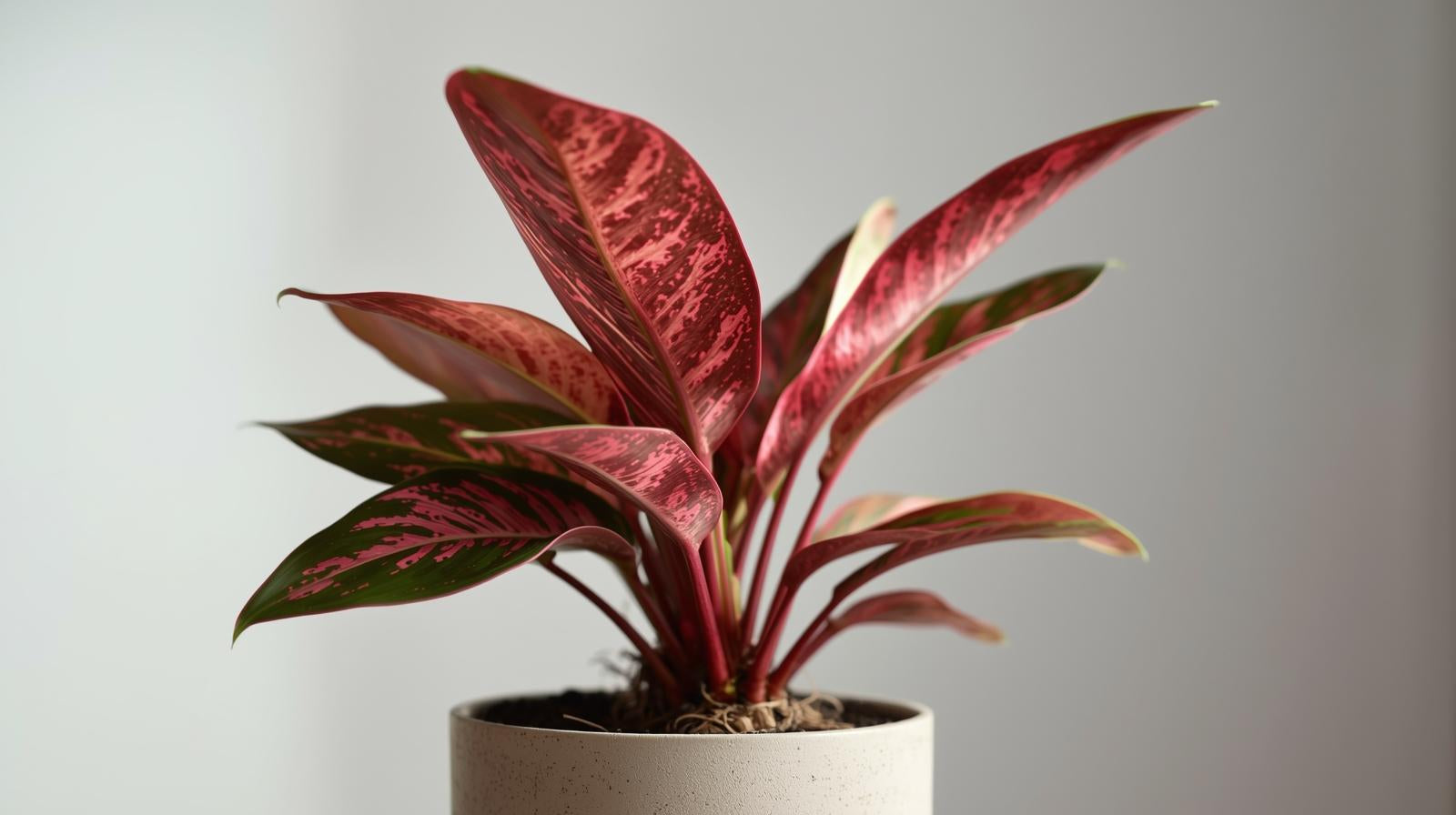 top view of Aglaonema Queen Red Valentine Rooted Starter Plant live Aglaonema from Divine Roots