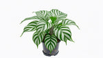 potted Calathea Freddie live prayer plant from Divine Roots