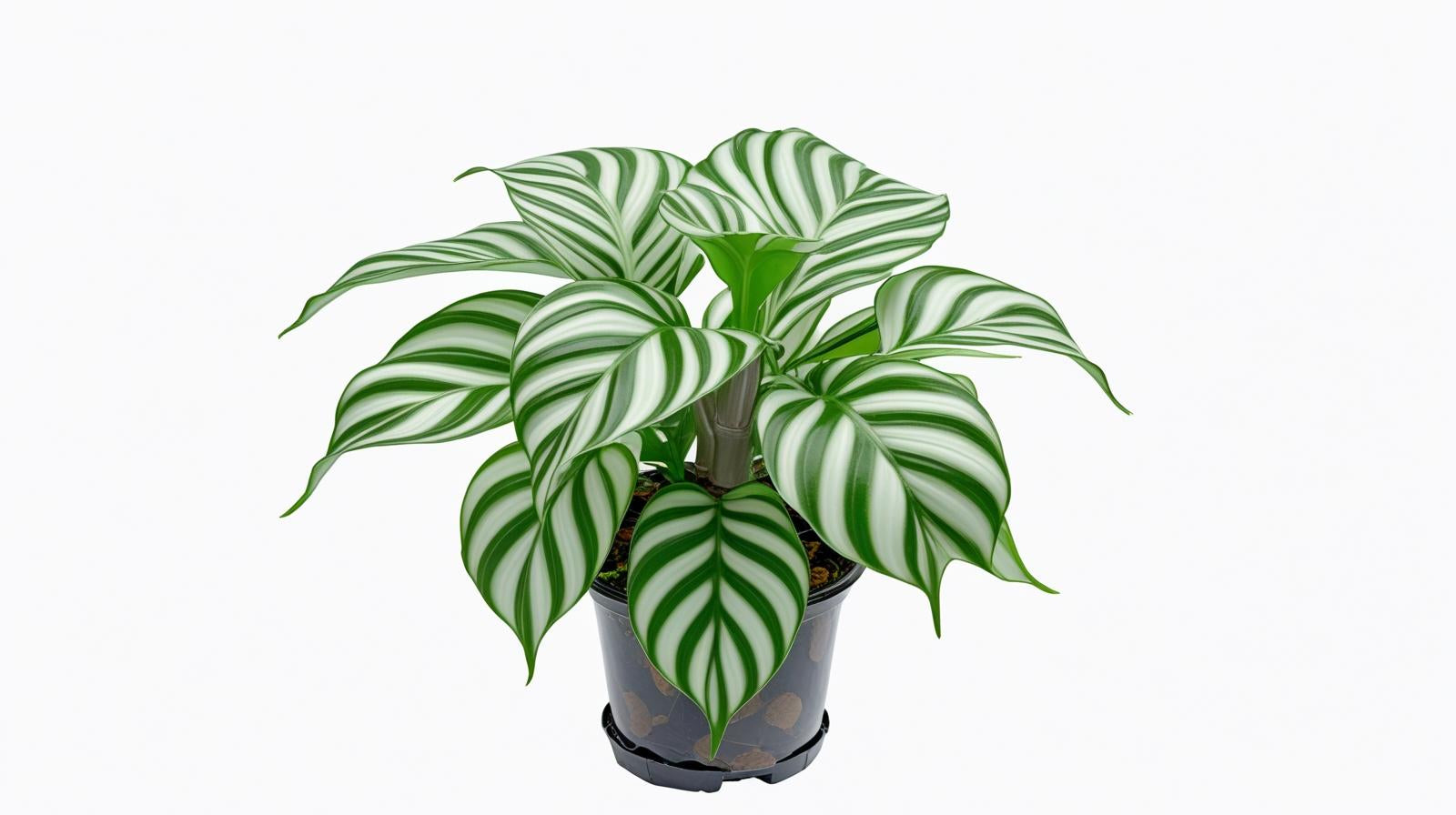 potted Calathea Freddie live prayer plant from Divine Roots