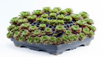 growth pattern of Succulents Sempervivum Assortment Rooted Starter Plant live succulent from Divine Roots