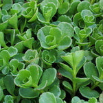 growth pattern of Sedum Spurium John Creech Rooted Starter Plant live succulent from Divine Roots