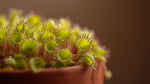 side profile of Sundew Drosera Spatulata Rooted Starter Plant live houseplant from Divine Roots