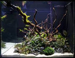 size reference for Aquarium Hardscape DriftWood: SpiderWood live houseplant from Divine Roots