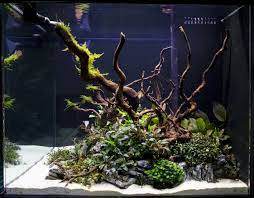 size reference for Aquarium Hardscape DriftWood: SpiderWood live houseplant from Divine Roots