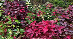 potted Joseph’s Coat “Multi-Color Hedge” (Alternathera sp.) live houseplant from Divine Roots