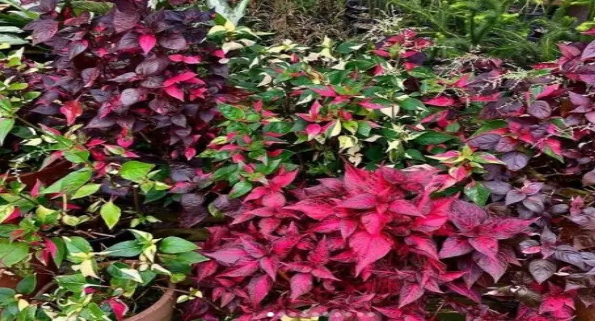 potted Joseph’s Coat “Multi-Color Hedge” (Alternathera sp.) live houseplant from Divine Roots