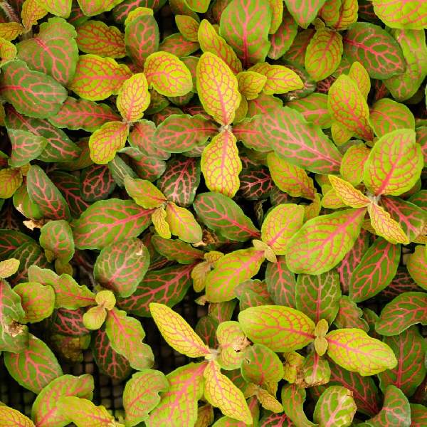 growth pattern of Fittonia Terrarium Builder Bundle - 4 Assorted Rooted Plants live plant bundle from Divine Roots