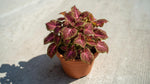 leaf detail of Coleus Smallwood Driveway Rooted Starter Plant live houseplant from Divine Roots