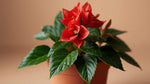 new growth on Begonia Double Geneva Red live Begonia from Divine Roots