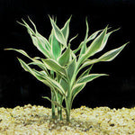 close-up detail of Sanderiana Variegated Dracaena live Dracaena from Divine Roots