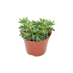 size reference for Senecio Peregrinus String of Dolphins live succulent from Divine Roots
