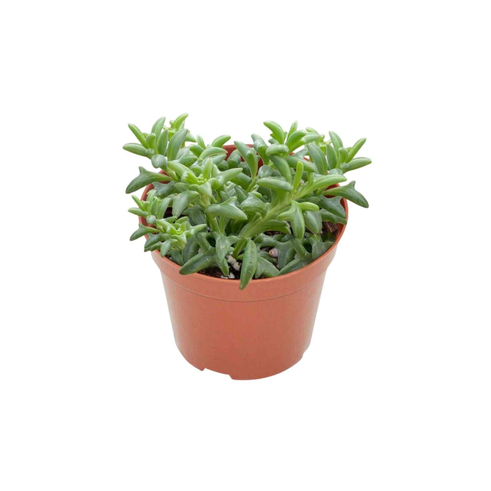 size reference for Senecio Peregrinus String of Dolphins live succulent from Divine Roots