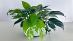 leaf detail of Pothos Baltic Blue (Rooted Starter Plant) live Pothos from Divine Roots