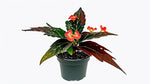 new growth on Angel Wing Begonia Torch live Begonia from Divine Roots