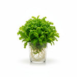 new growth on Florida Ruffle “Green Hedge” (Alternanthera sp.) live houseplant from Divine Roots