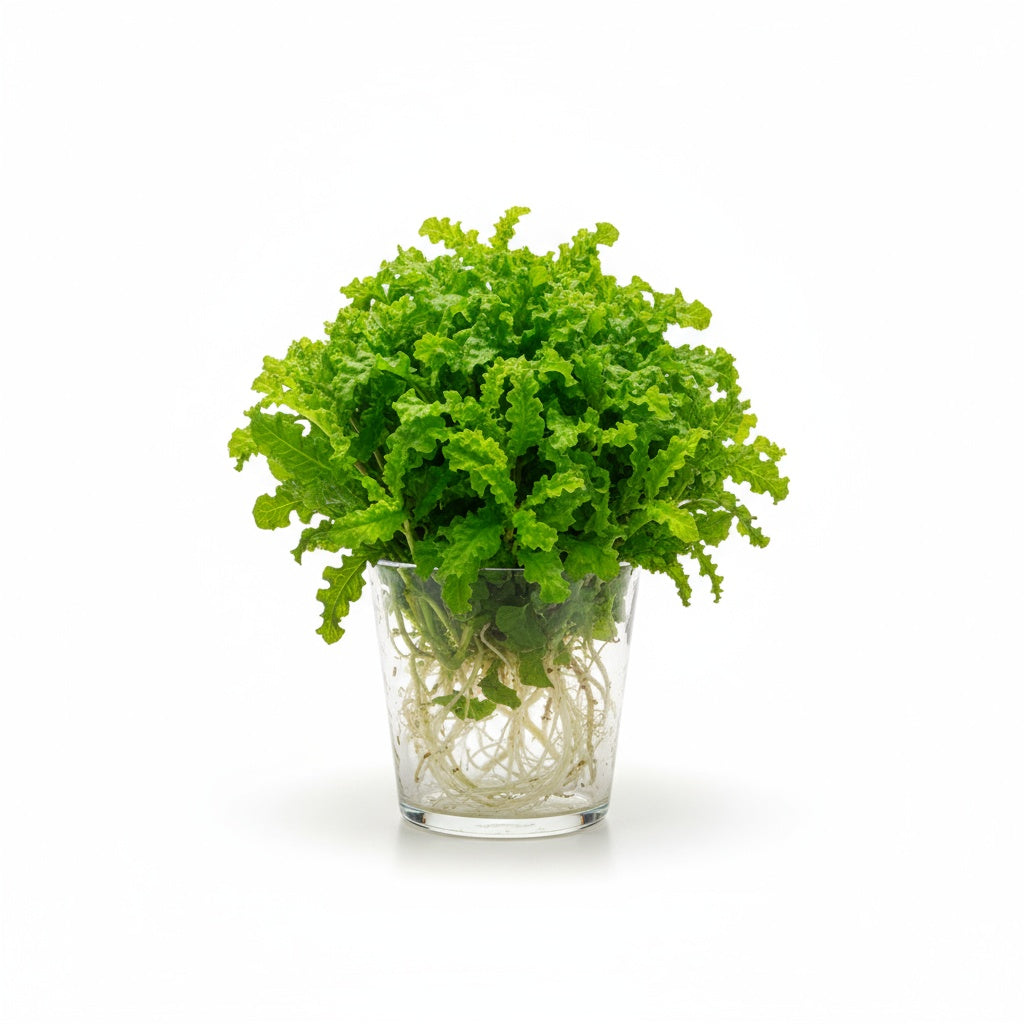 new growth on Florida Ruffle “Green Hedge” (Alternanthera sp.) live houseplant from Divine Roots