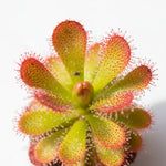 full view of Sundew Drosera Spatulata live houseplant from Divine Roots