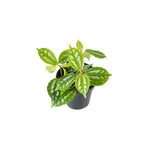 side profile of Pilea Cadierei Aluminum Plant live Pilea from Divine Roots