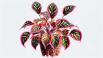 side profile of Coleus Meandering Linda live houseplant from Divine Roots