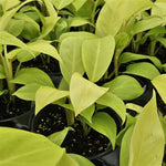 top view of Philodendron Malay Gold Lemon Lime Rooted Starter Plant live Philodendron from Divine Roots