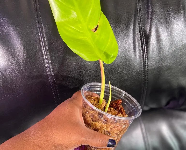 new growth on Philodendron Malay Gold Lemon Lime Rooted Starter Plant live Philodendron from Divine Roots