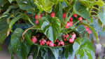 new growth on Angel Wing Begonia Torch Rooted Starter Plant live Begonia from Divine Roots