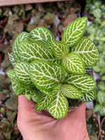 potted Fittonia Jolly Lemon Rooted Starter Plant live houseplant from Divine Roots