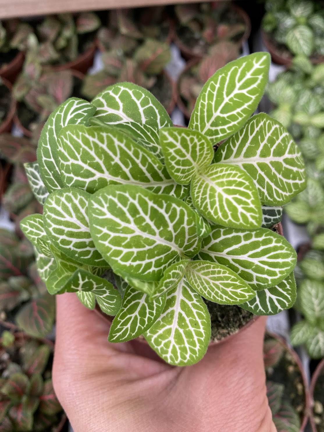 potted Fittonia Jolly Lemon Rooted Starter Plant live houseplant from Divine Roots