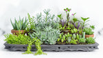 mature specimen of Succulents Trailing Assortment Rooted Starter Plant live succulent from Divine Roots