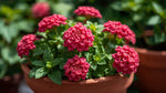 growth pattern of Lantana Dwarf Raspberry live houseplant from Divine Roots
