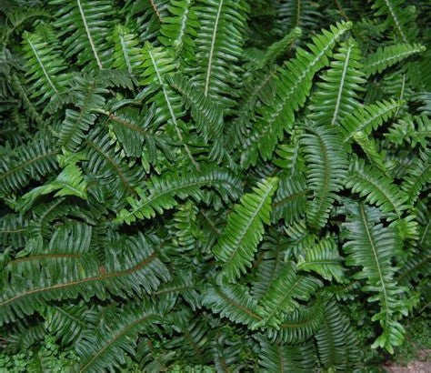 top view of Emerald Queen Australian Sword Fern Rooted Starter Plant live fern from Divine Roots